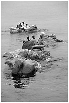 Rocks with birds and seals. Pacific Grove, California, USA (black and white)