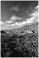 Wildflowers and rocky coast, Garapata State Park. Big Sur, California, USA ( black and white)