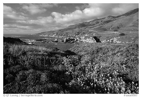 Wildflowers and jagged coast, Garapata State Park. Big Sur, California, USA (black and white)