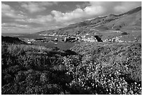 Wildflowers and coast, Garapata State Park, afternoon. Big Sur, California, USA (black and white)