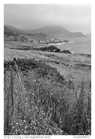 Summer grasses and fog near Rocky Point. Big Sur, California, USA (black and white)