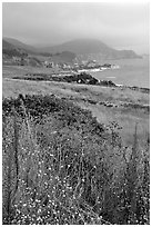 Summer grasses and fog near Rocky Point. Big Sur, California, USA ( black and white)