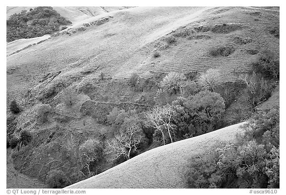 Rolling Hills in spring near San Luis Obispo. Morro Bay, USA (black and white)