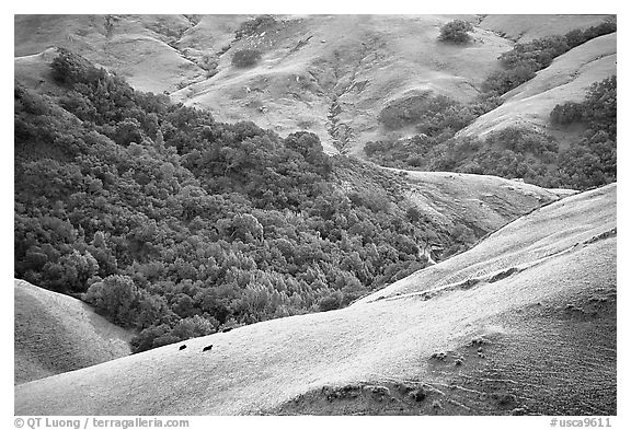 Rolling Hills in spring near San Luis Obispo. California, USA