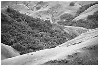 Rolling Hills in spring near San Luis Obispo. Morro Bay, USA ( black and white)