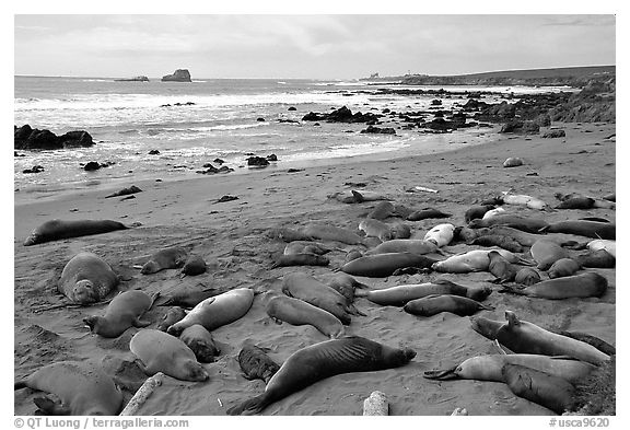 Elephant seals (Mirounga angustirostris), Piedras Blanca. California, USA (black and white)