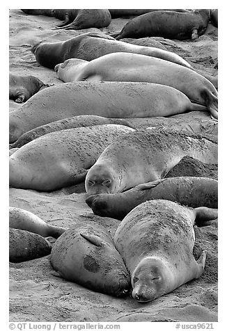 Elephant seals colony, Piedras Blancas. California, USA (black and white)