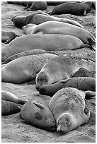 Elephant seals on a beach near San Simeon. California, USA (black and white)