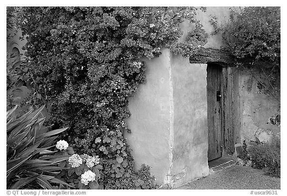 Flowers and wall of Mission. Carmel-by-the-Sea, California, USA (black and white)