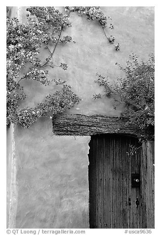 Flowers and wall, Carmel Mission. Carmel-by-the-Sea, California, USA (black and white)
