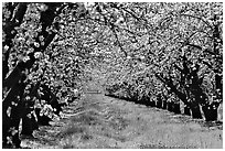 Orchards trees in bloom, San Joaquin Valley. California, USA (black and white)