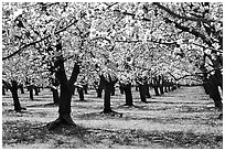 Orchards trees in blossom, Central Valley. California, USA (black and white)