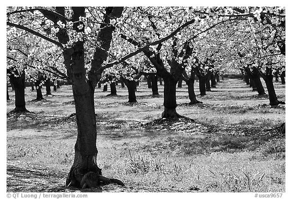 Orchards trees in blossom, San Joaquin Valley. California, USA (black and white)