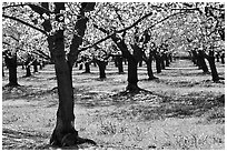 Orchards trees in blossom, San Joaquin Valley. California, USA ( black and white)