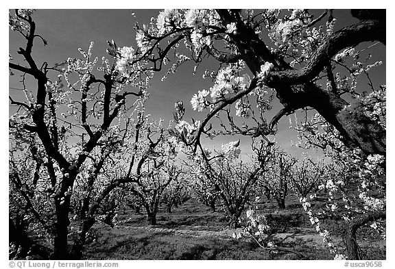 Orchards trees in blossom, Central Valley. California, USA