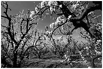 Orchards trees in blossom, Central Valley. California, USA ( black and white)