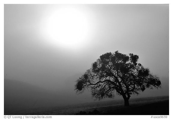 Sun, fog and oak tree, San Joaquin Valley. California, USA