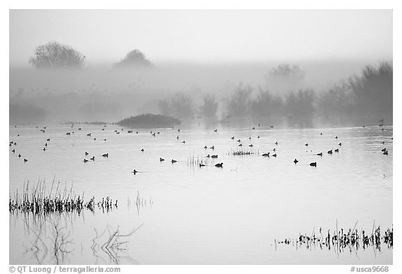 Fog  and water birds, Kern National Wildlife Refuge. California, USA