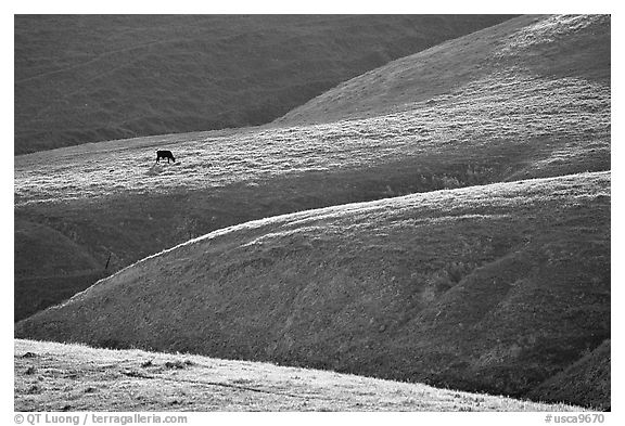 Cow on hilly pasture, Southern Sierra Foothills. California, USA (black and white)