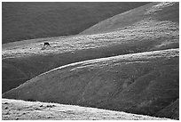 Cow on hilly pasture, Southern Sierra Foothills. California, USA (black and white)