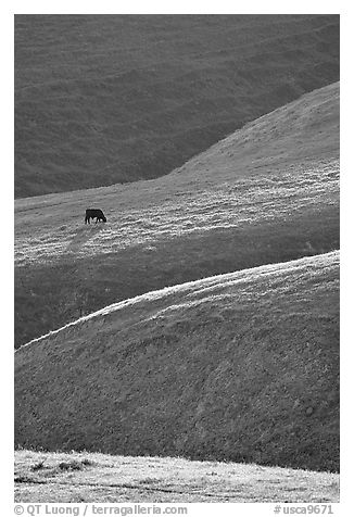 Cow on hilly pasture, Southern Sierra Foothills. California, USA