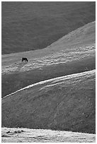 Cow on hilly pasture, Southern Sierra Foothills. California, USA (black and white)