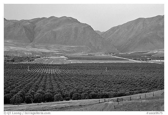 Irigated farmlands, Southern Sierra Foothills. California, USA (black and white)