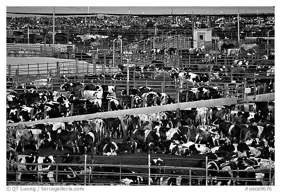 Cattle, Central Valley. California, USA (black and white)