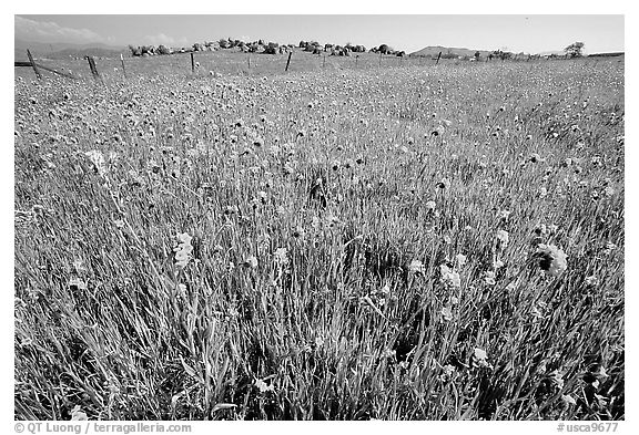 Wildflowers and fence, Central Valley. California, USA (black and white)