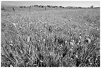 Wildflowers and fence, Central Valley. California, USA ( black and white)