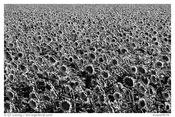 Sunflowers, Central Valley. California, USA (black and white)