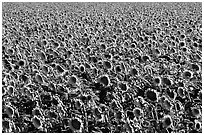 Sunflowers, Central Valley. California, USA (black and white)