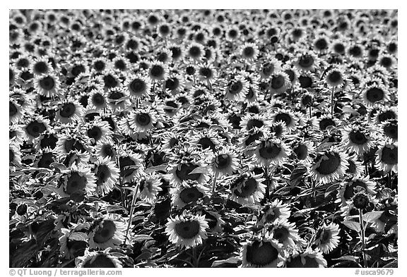 Sunflowers, Central Valley. California, USA (black and white)