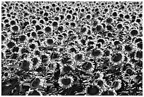 Sunflowers, Central Valley. California, USA (black and white)