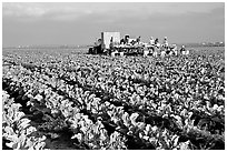 lettuce harvest, Salinas Valley. California, USA (black and white)