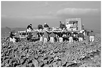 Farm workers picking up salads, Salinas Valley. California, USA (black and white)