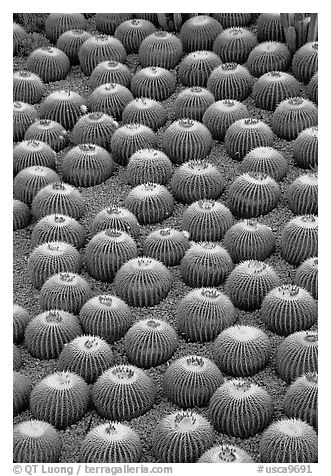 Decorative cactus on terrace of Getty Center, dusk, Brentwood. Los Angeles, California, USA (black and white)