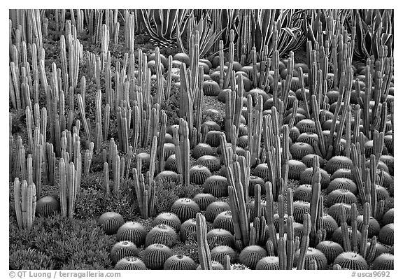 Decorative cactus on terrace of Getty Museum, dusk, Brentwood. Los Angeles, California, USA (black and white)