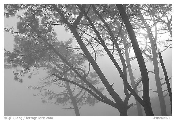 Pine trees in fog, La Jolla. La Jolla, San Diego, California, USA