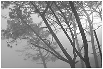 Pine trees in fog, La Jolla. La Jolla, San Diego, California, USA ( black and white)