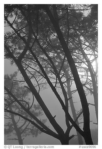 Pine trees in fog, La Jolla. La Jolla, San Diego, California, USA