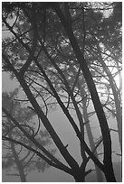 Pine trees in fog, La Jolla. La Jolla, San Diego, California, USA (black and white)