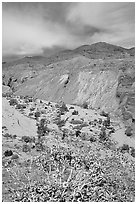 Yellow desert wildflowers, San Ysidro Mountains. Anza Borrego Desert State Park, California, USA ( black and white)