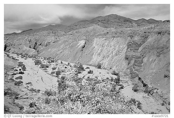 Yellow desert wildflowers, San Ysidro Mountains. Anza Borrego Desert State Park, California, USA (black and white)