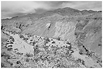 Yellow desert wildflowers, San Ysidro Mountains. Anza Borrego Desert State Park, California, USA ( black and white)