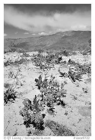 Purple desert wildflowers, San Ysidro Mountains. Anza Borrego Desert State Park, California, USA