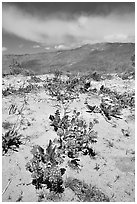 Purple desert wildflowers, San Ysidro Mountains. Anza Borrego Desert State Park, California, USA ( black and white)
