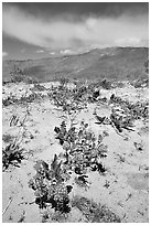 Purple desert wildflowers, San Ysidro Mountains. Anza Borrego Desert State Park, California, USA (black and white)