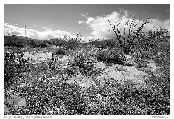 Desert wildflowers and Ocatillo. Anza Borrego Desert State Park, California, USA