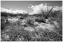 Desert wildflowers and Ocatillo. Anza Borrego Desert State Park, California, USA (black and white)